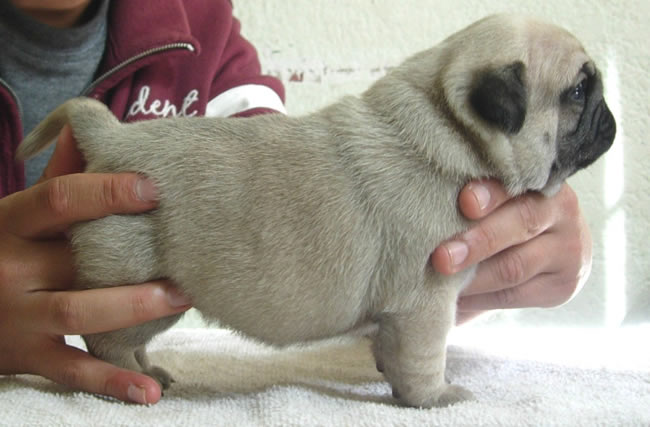 Male and Female Pug puppies Available now to rehome. Image eClassifieds4u
