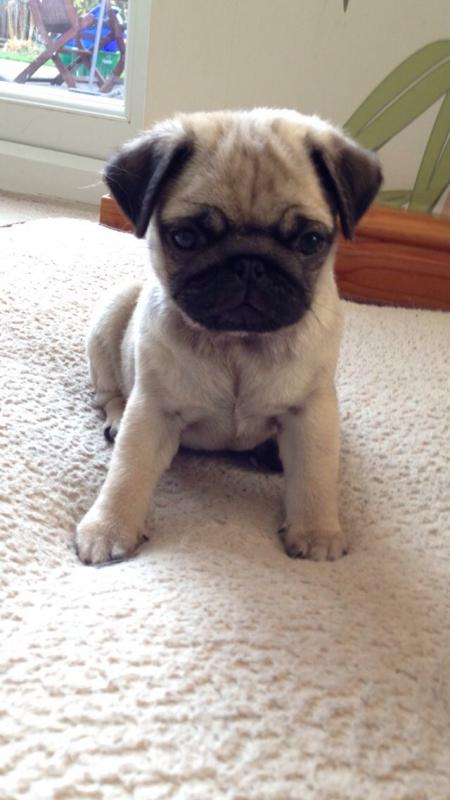 Male and Female Pug puppies Available now to rehome. Image eClassifieds4u