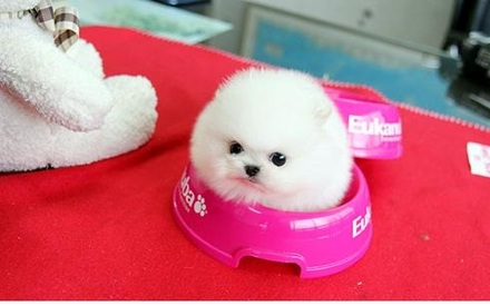 male and female tea cup Pomeranian puppies Image eClassifieds4u
