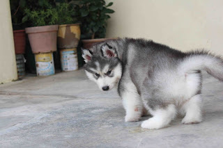 Sweet Siberian Husky Puppies $450.00 Image eClassifieds4u