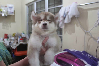 Sweet Siberian Husky Puppies $450.00 Image eClassifieds4u