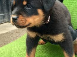 Well Trained Rottweiler Puppies for free Image eClassifieds4u