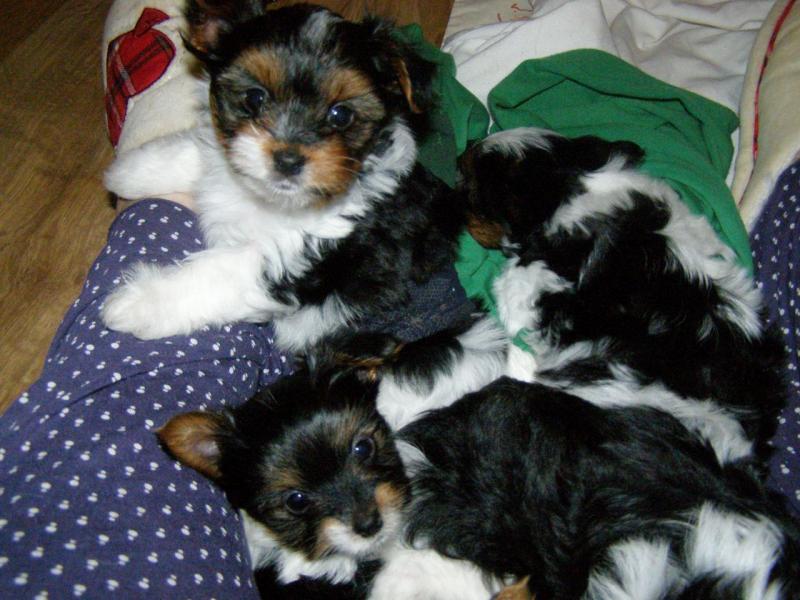Yorkshire terrier puppies for sale Image eClassifieds4u
