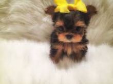 A loyal, affectionate, Teacup Yorkshire Terrier! Text (763) 307-7485