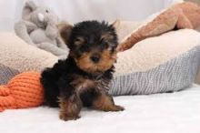 Adorable Yorkshire Terrier Puppies For Adoption