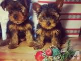 Affectionate Yorkie Puppies Available