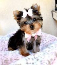AKC Yorkshire Terrier Puppies for Sale