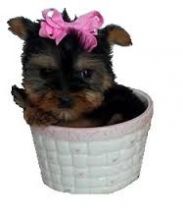 AKC Yorkshire Terrier (Yorkie) Puppies