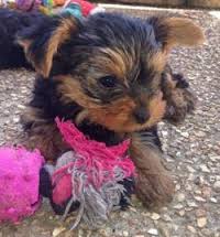 Chocolate and Gold Teacup Yorkie Puppy