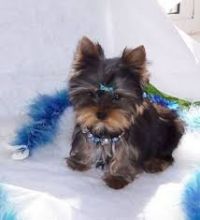 CKC Yorkie Puppies