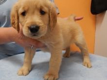 Joyous M/F Golden retriever for new family text us at (860) 470-4827