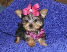 Healthy Yorkie Puppies