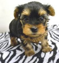 Home Trained Teacup Yorkie Puppies