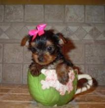 Loving Tea Cup Yorkie Puppies