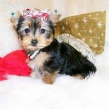 Magnificient Yorkie Puppies Available