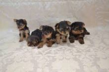Marvelous Yorkie Puppies For Sale