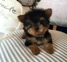 Pretty Yorkie Puppies For Sale