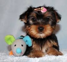 Purebred teacup Yorkie puppies