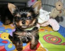 Registered Yorkie Puppies Available