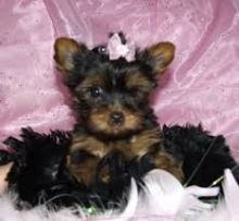 Super Yorkie Pups for Adoption