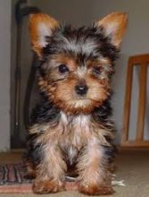 Tiny Yorkie Female, 10 Weeks Old