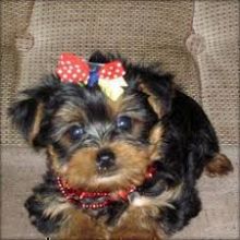 TOY SIZE YORKIE PUPPIES