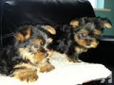 Toy-size Yorkie Puppy