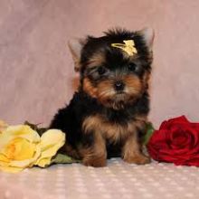 Very Social Yorkie Puppies for Adoption
