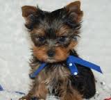 Well Trained Yorkies