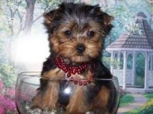 Sweet Small Yorkie/Yorkshire Terrier pup