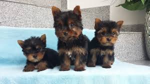 3 Beautiful Yorkie Pups Image eClassifieds4u