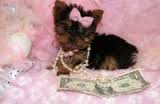 Adorable Real Teacup Yorkie Puppies for Sale Image eClassifieds4u