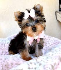 AKC Yorkshire Terrier Puppies for Sale Image eClassifieds4u