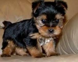 Amazing Tea-cup Yorkie Puppy Image eClassifieds4u
