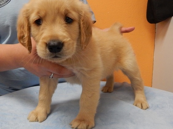 Healthy Grown Golden Retriever M/F text us at (860) 470-4827 Image eClassifieds4u