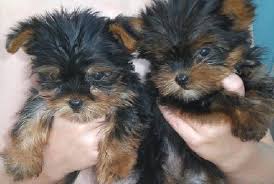 Jovial Yorkie Puppies for Sale! Image eClassifieds4u