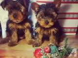 Affectionate Yorkie Puppies Available Image eClassifieds4U
