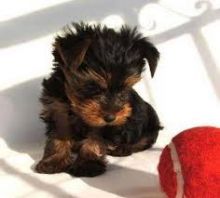 AKC Yorkie Extra Tiny Teacup for Sale Image eClassifieds4U