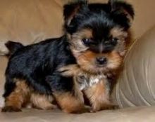 Amazing Tea-cup Yorkie Puppy Image eClassifieds4U