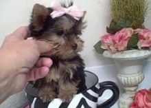Amazing Teacup Yorkie Puppies for Adoption Image eClassifieds4U