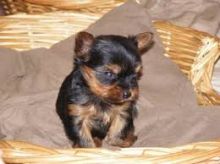 Micro Pocket Female Yorkie Image eClassifieds4U