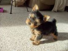 Super tiny teacup male Yorkie puppy Image eClassifieds4U