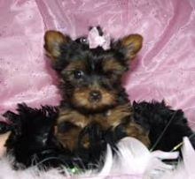 Super Yorkie Pups for Adoption Image eClassifieds4U