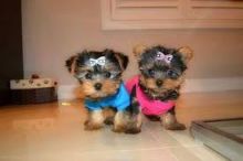 Sweet Yorkie Puppies Available Image eClassifieds4U