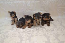 Marvelous Yorkie Puppies For Sale Image eClassifieds4u