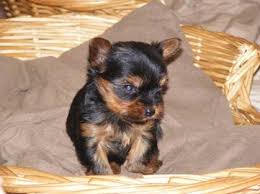 Micro Pocket Female Yorkie Image eClassifieds4u