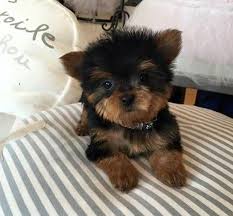 Pretty Yorkie Puppies For Sale Image eClassifieds4u