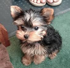 Stunning Chorkie Pup Text (763) 307-7485 Image eClassifieds4u