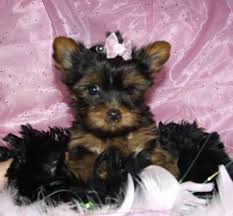 Super Yorkie Pups for Adoption Image eClassifieds4u