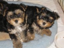 Registered Yorkie Puppies For Re-Homing